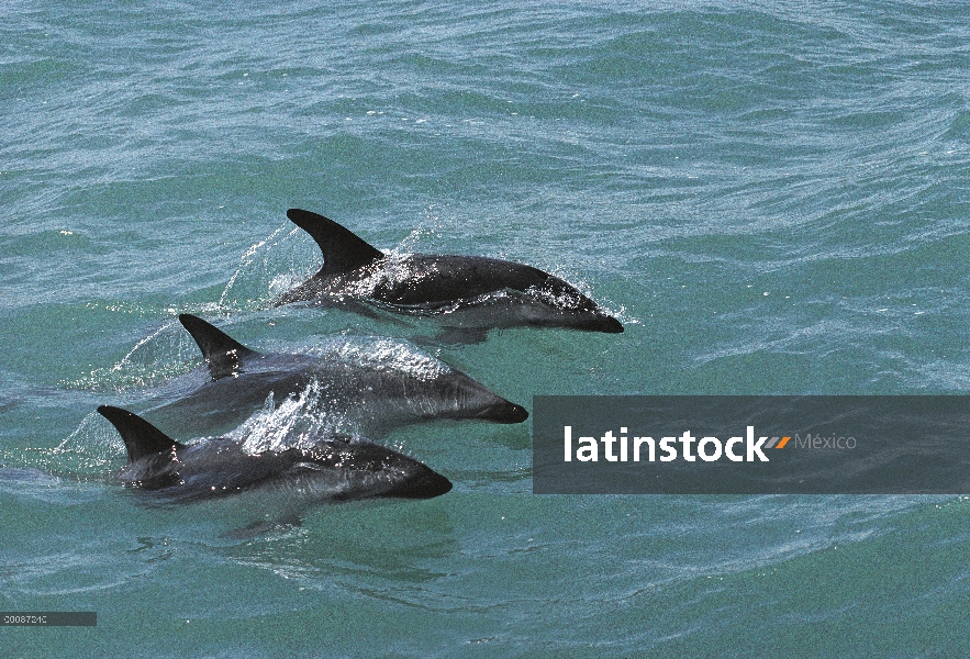 Trío de delfines (Lagenorhynchus obscurus) oscura superficie, Kaikoura, Nueva Zelanda