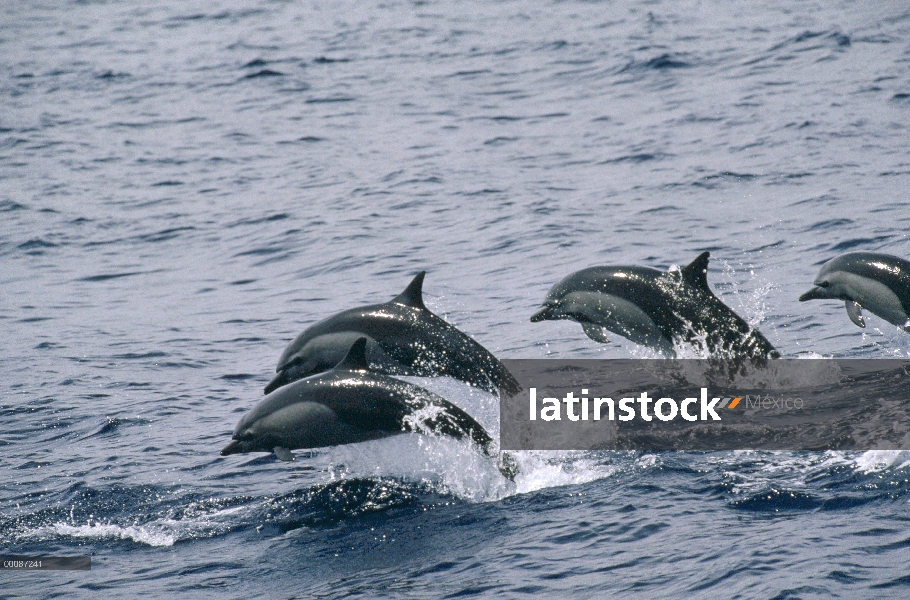 Grupo común de delfín (Delphinus delphis) de salto, Nueva Zelanda