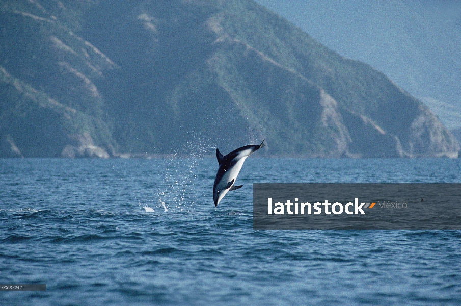 Delfín oscuro (Lagenorhynchus obscurus) salto, Kaikoura, Nueva Zelanda