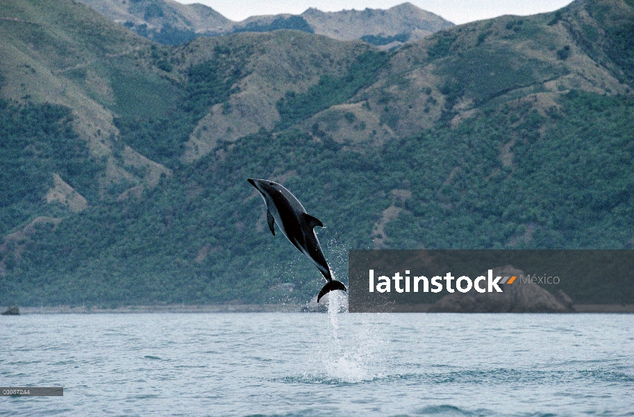 Delfín oscuro (Lagenorhynchus obscurus) salto, Kaikoura, Nueva Zelanda