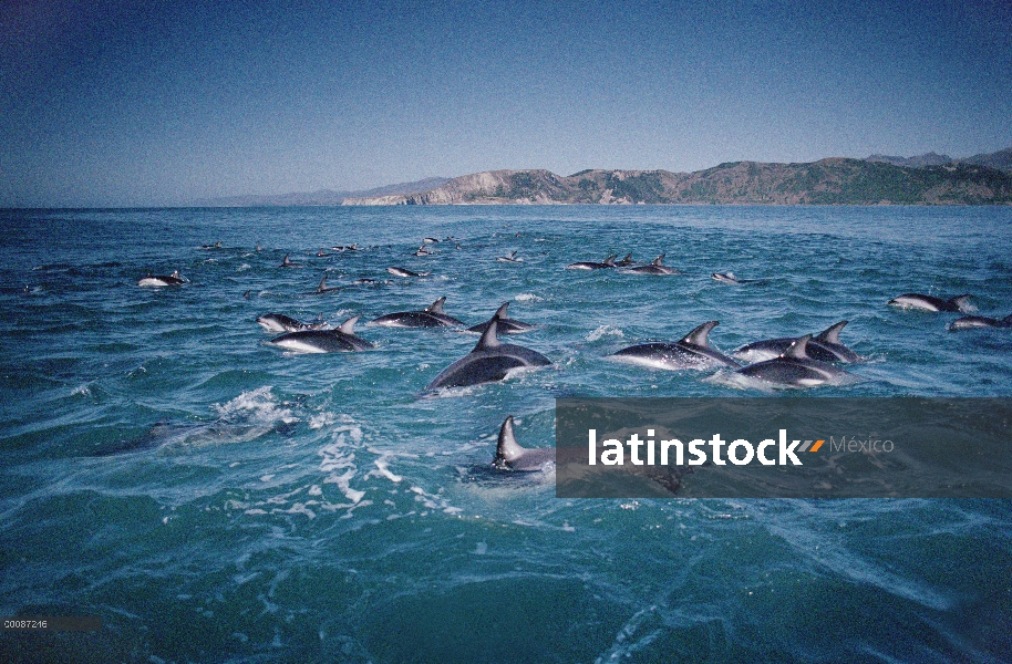 Pod de delfín (Lagenorhynchus obscurus) oscura en la superficie del agua, Nueva Zelanda