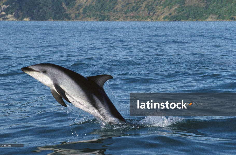 Delfín oscuro (Lagenorhynchus obscurus) salto, Kaikoura, Nueva Zelanda