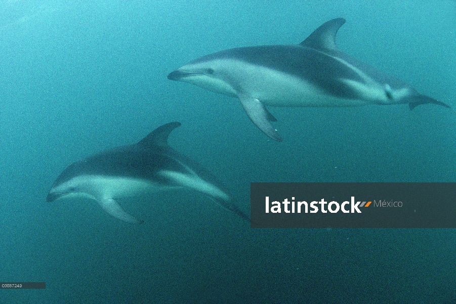 Delfín oscuro (Lagenorhynchus obscurus) par subacuática, Nueva Zelanda