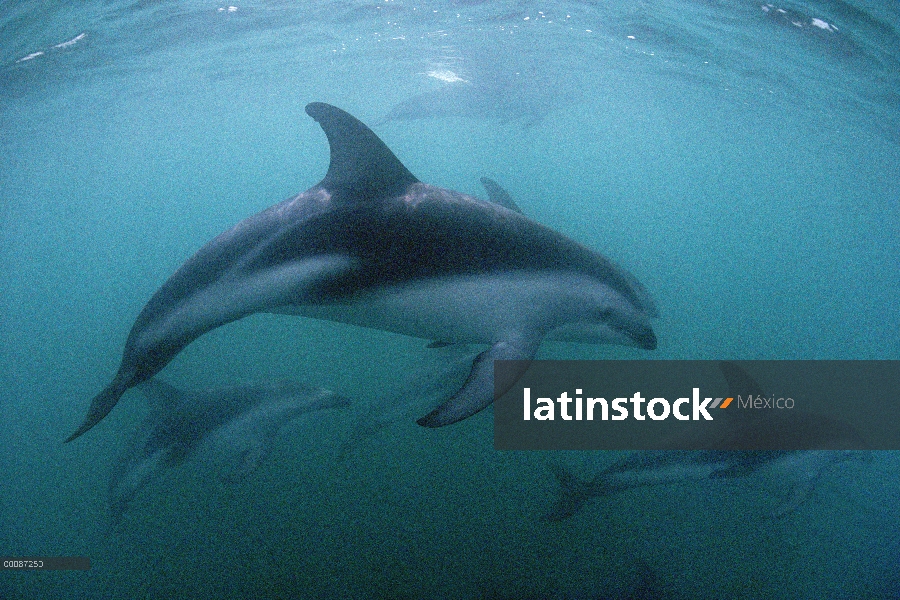 Vaina de delfines (Lagenorhynchus obscurus) oscura, cerca de Kaikoura, Nueva Zelanda