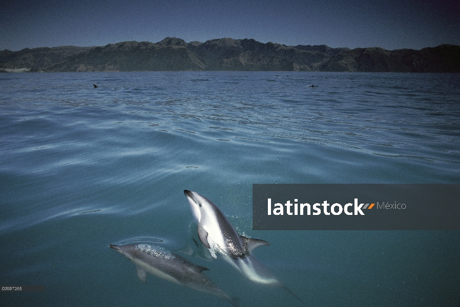 Delfín oscuro (Lagenorhynchus obscurus) par superficie, Nueva Zelanda