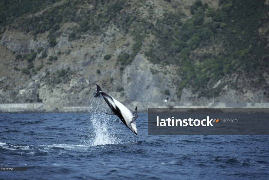 Delfín oscuro (Lagenorhynchus obscurus) salto de agua, Nueva Zelanda