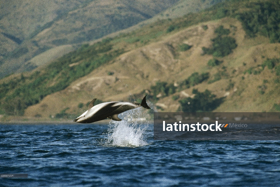 Delfín oscuro (Lagenorhynchus obscurus) saltando, Kaikoura, Nueva Zelanda