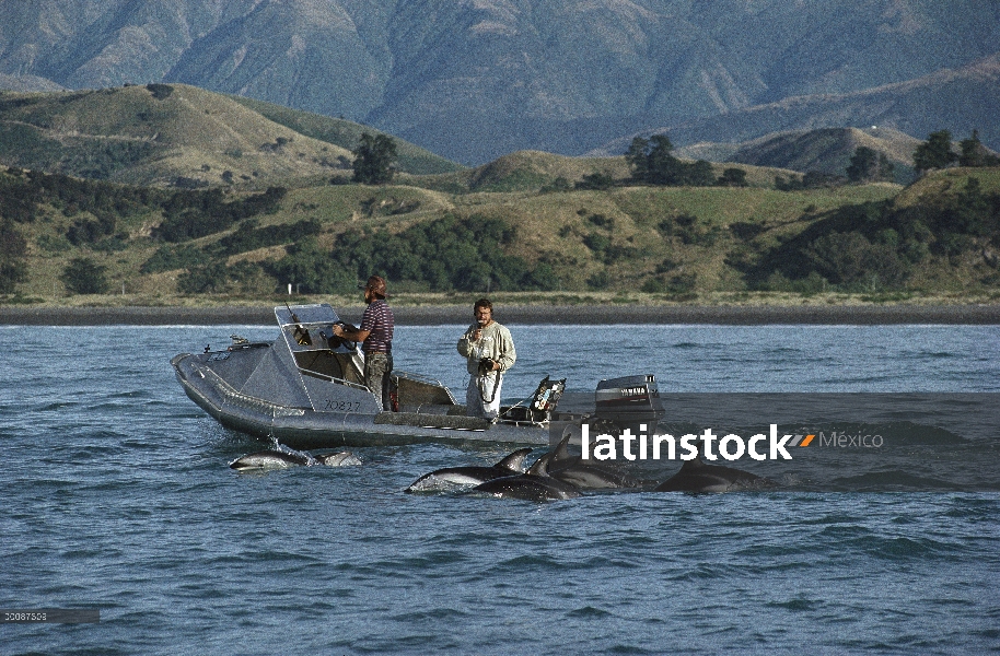 Investigador de delfín (Lagenorhynchus obscurus) arenero Bernd Wursig fotografiar pod, cerca de Kiko