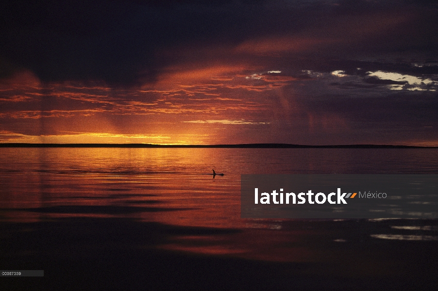 Delfín mular (Tursiops truncatus) superficie al atardecer, Shark Bay, Australia