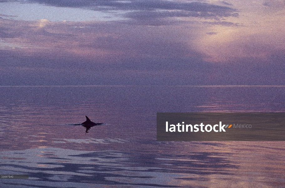 Delfín mular (Tursiops truncatus) superficie al atardecer, Shark Bay, Australia