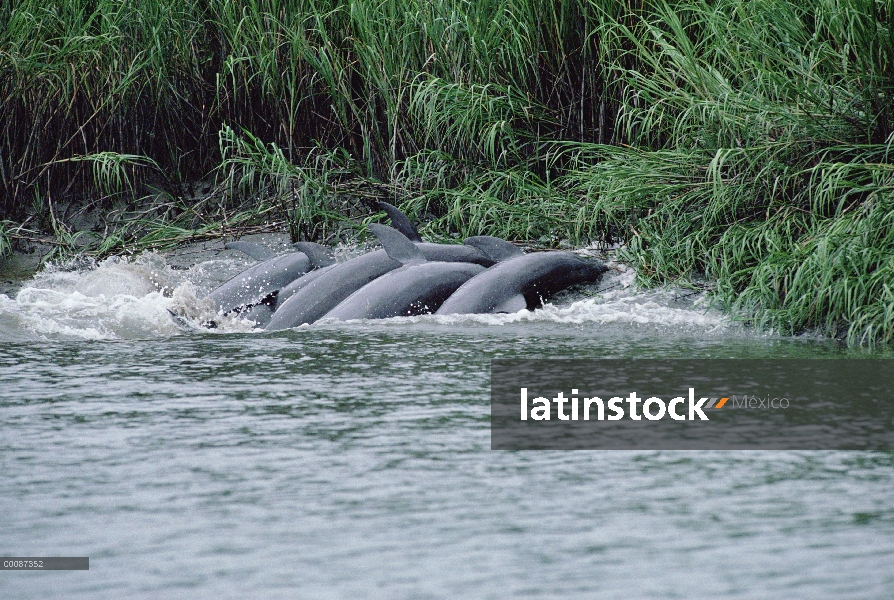 Delfín mular (Tursiops truncatus) grupo persecución y captura de peces en los bancos del fango en la