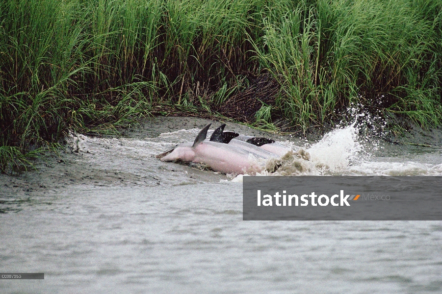 Delfín mular (Tursiops truncatus) grupo persecución y captura de peces en los bancos del fango en la