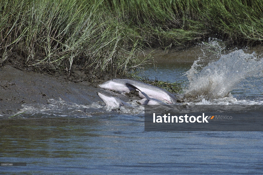 Grupo de delfines (Tursiops truncatus) mular persecución y captura de peces en los bancos del fango 