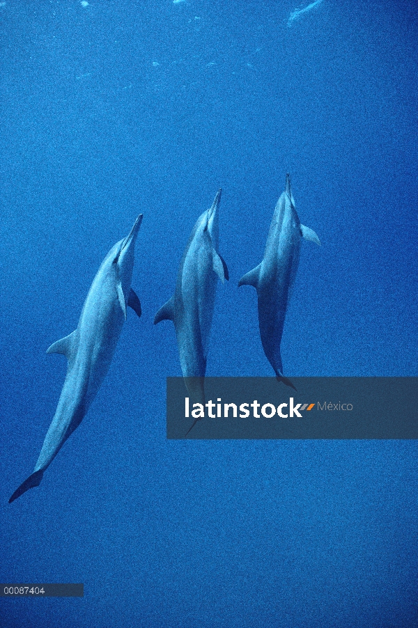 Trío de delfines (Stenella longirostris) Spinner, Brasil