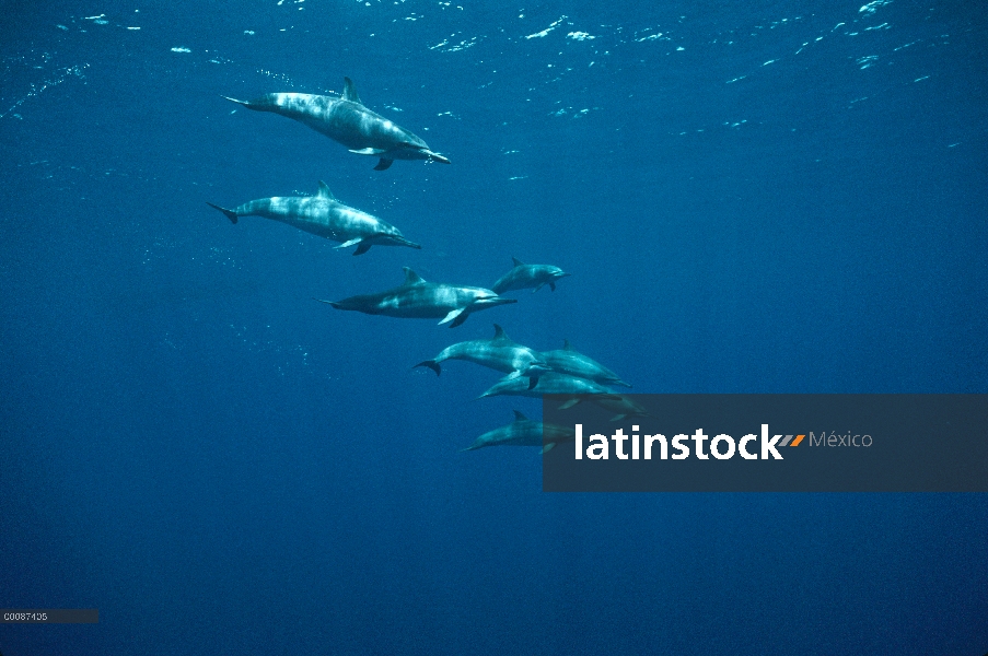 Grupo subacuático de Spinner delfines (Stenella longirostris), Brasil