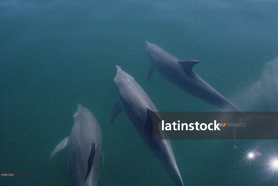 Trío de delfines (Stenella longirostris) Spinner en superficie del agua, Brasil