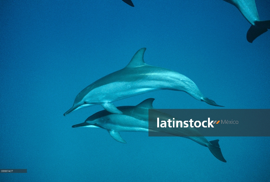 Par de delfines (Stenella longirostris) Spinner, Brasil