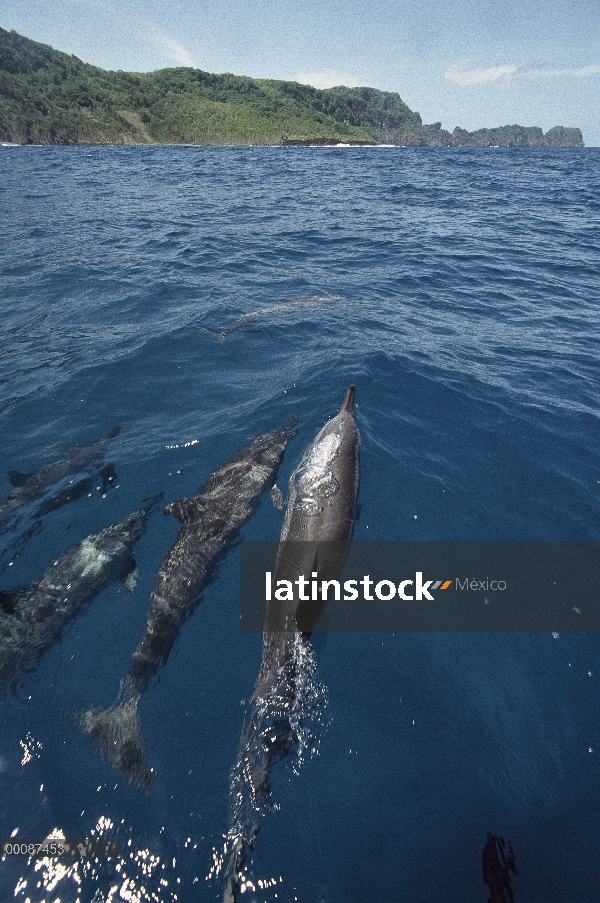 Arco de la escuela de delfines (Stenella longirostris) Spinner caballo, Brasil