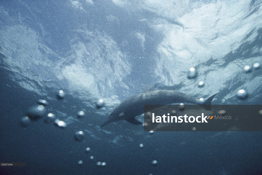 Retrato submarino Spinner delfines (Stenella longirostris), Brasil