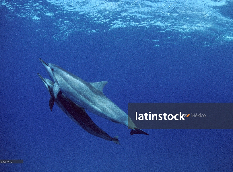 Par de delfines (Stenella longirostris) Spinner nadando juntos, Brasil