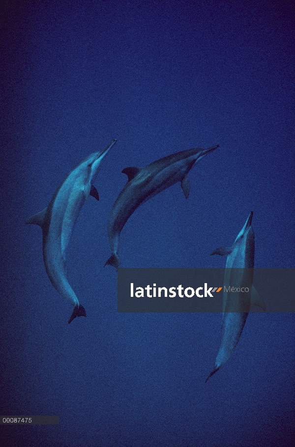 Trio delfines (Stenella longirostris) Spinner natación, Brasil