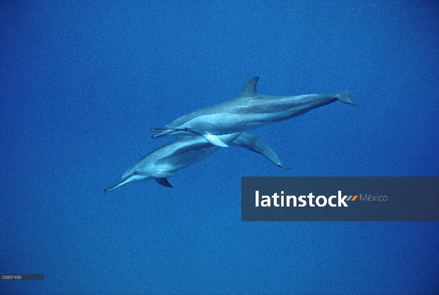 Trío de delfines (Stenella longirostris) Spinner nadando bajo el agua, Brasil