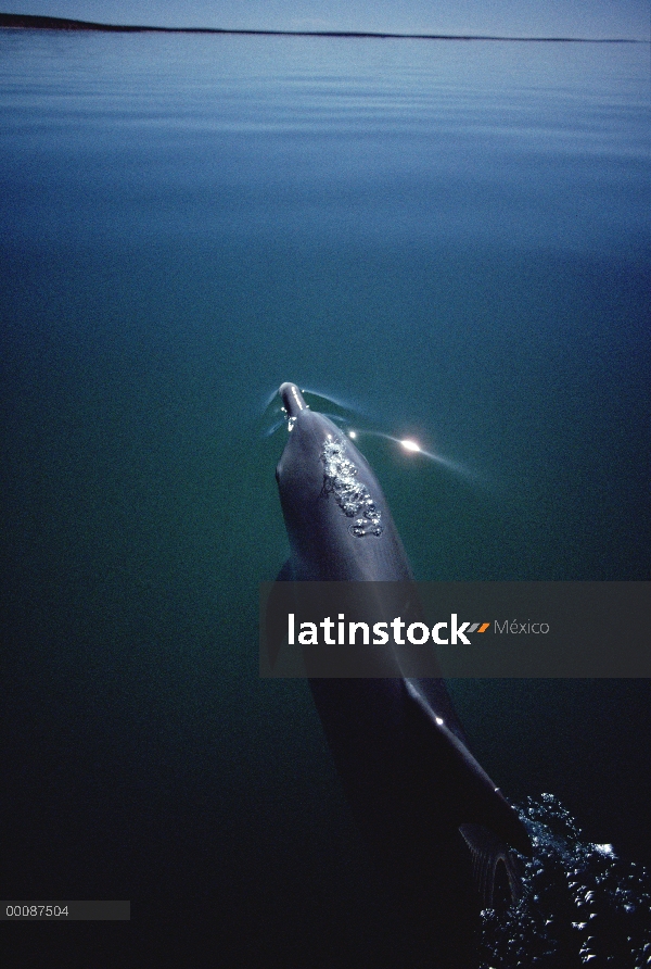 Delfín mular (Tursiops truncatus) superficie, Australia