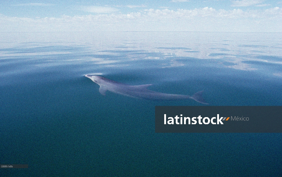 Delfín mular (Tursiops truncatus) en la superficie del agua, Australia