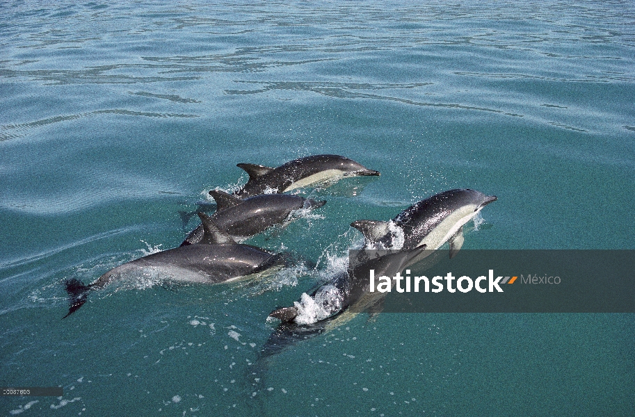 Grupo común de delfín (Delphinus delphis) en la superficie del agua, Kaikoura, Nueva Zelanda