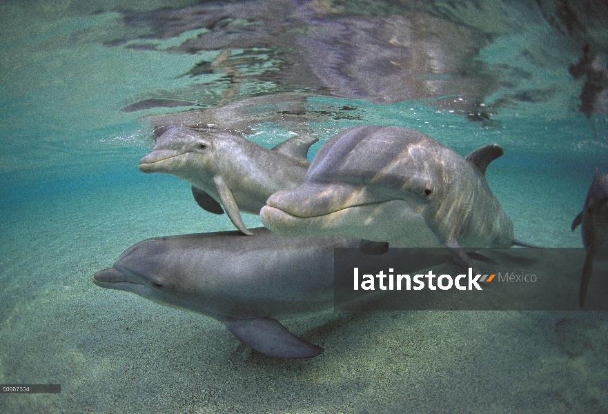 Trío de delfines (Tursiops truncatus) de mulares, Hawaii