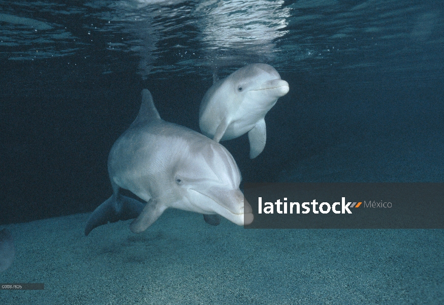 Par submarino tonina Delfín (Tursiops truncatus), Hawaii