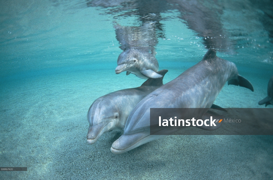 Trío submarino tonina Delfín (Tursiops truncatus), Hawaii