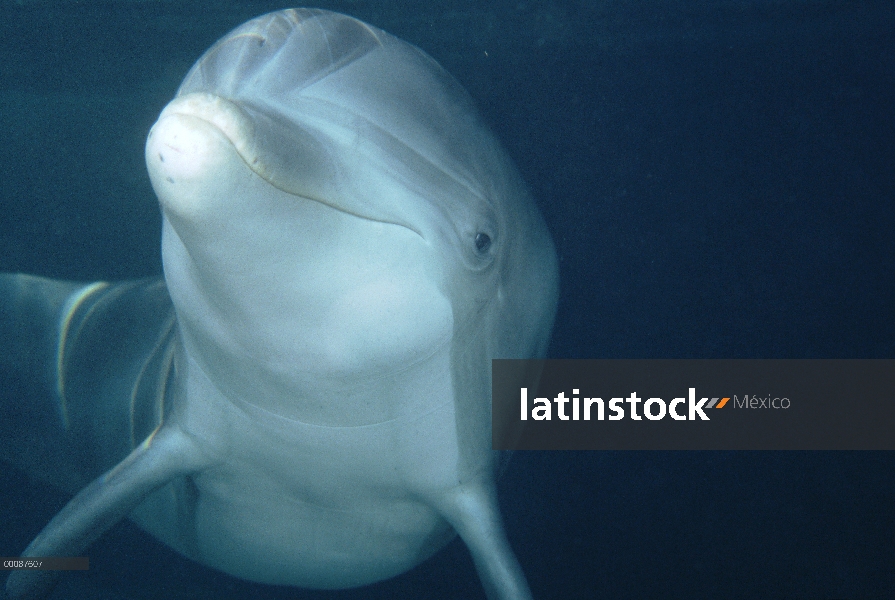 Retrato submarino Delfín (Tursiops truncatus) mular animal cautivo, Hawaii