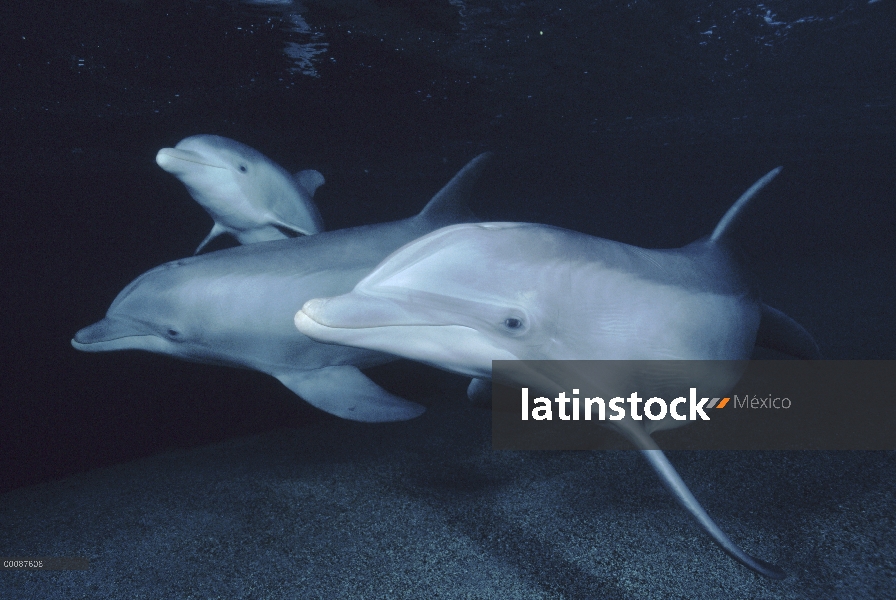 Trío submarino tonina Delfín (Tursiops truncatus), Hawaii