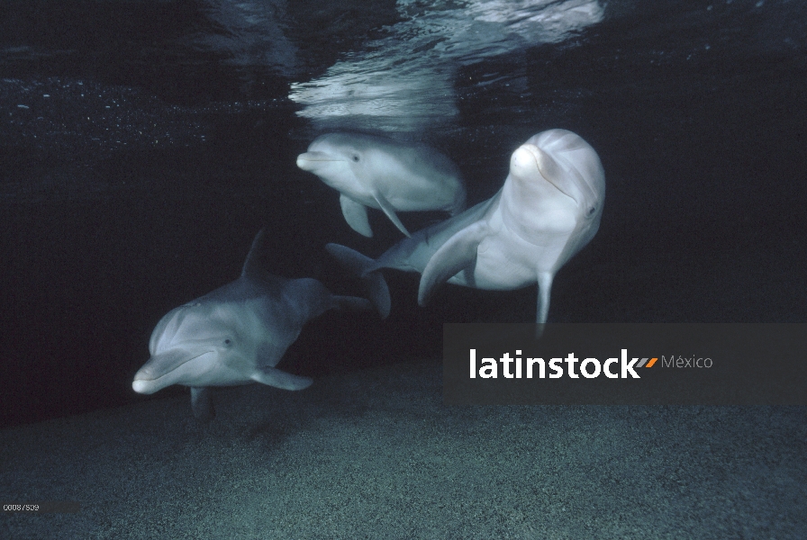 Trío submarino tonina Delfín (Tursiops truncatus), Hawaii