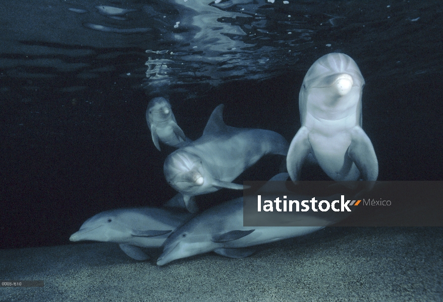 Trío submarino tonina Delfín (Tursiops truncatus), Hawaii