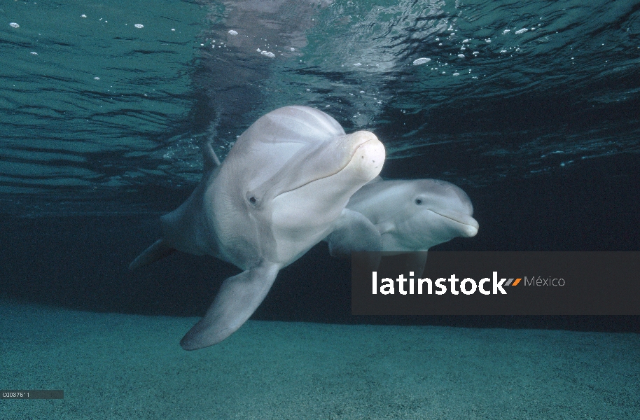 Par submarino tonina Delfín (Tursiops truncatus), Hawaii