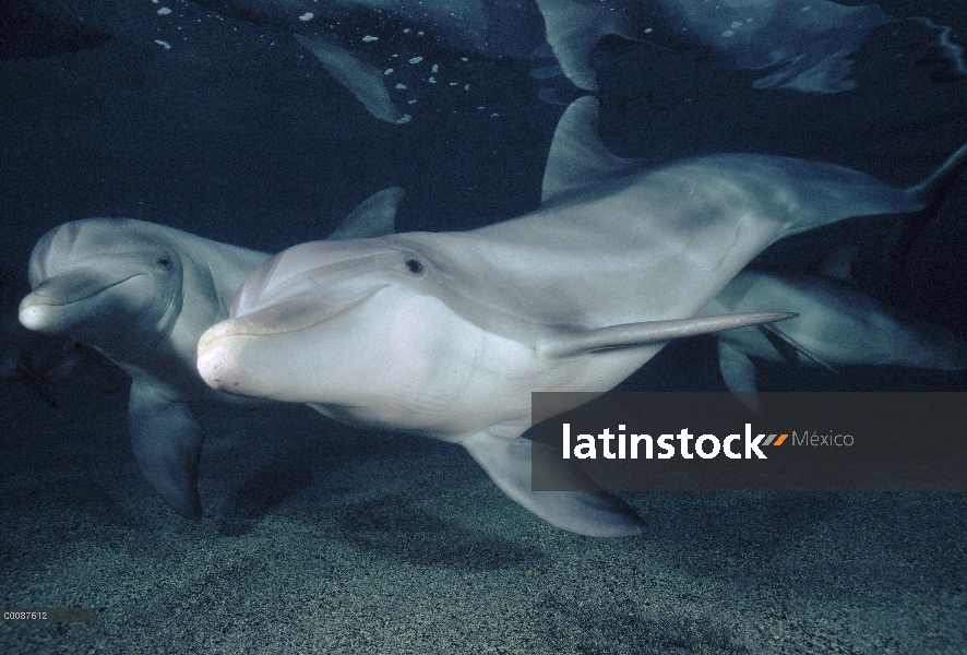 Par submarino tonina Delfín (Tursiops truncatus), Hawaii