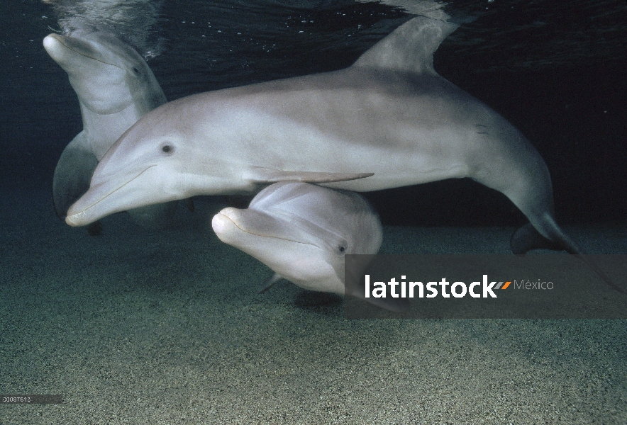 Trío submarino tonina Delfín (Tursiops truncatus), Hawaii