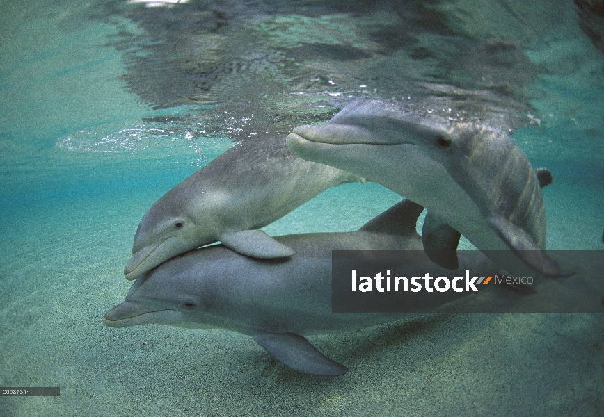 Trío de delfines (Tursiops truncatus) de mulares, Hawaii