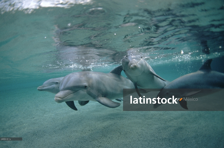 Grupo submarino tonina Delfín (Tursiops truncatus), Hawaii