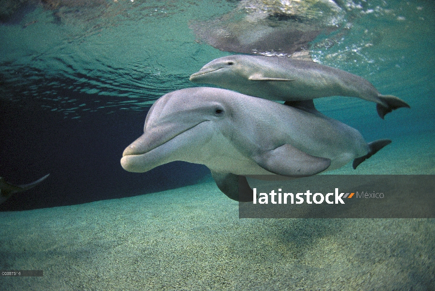 Par de delfines (Tursiops truncatus) de mulares, Hawaii