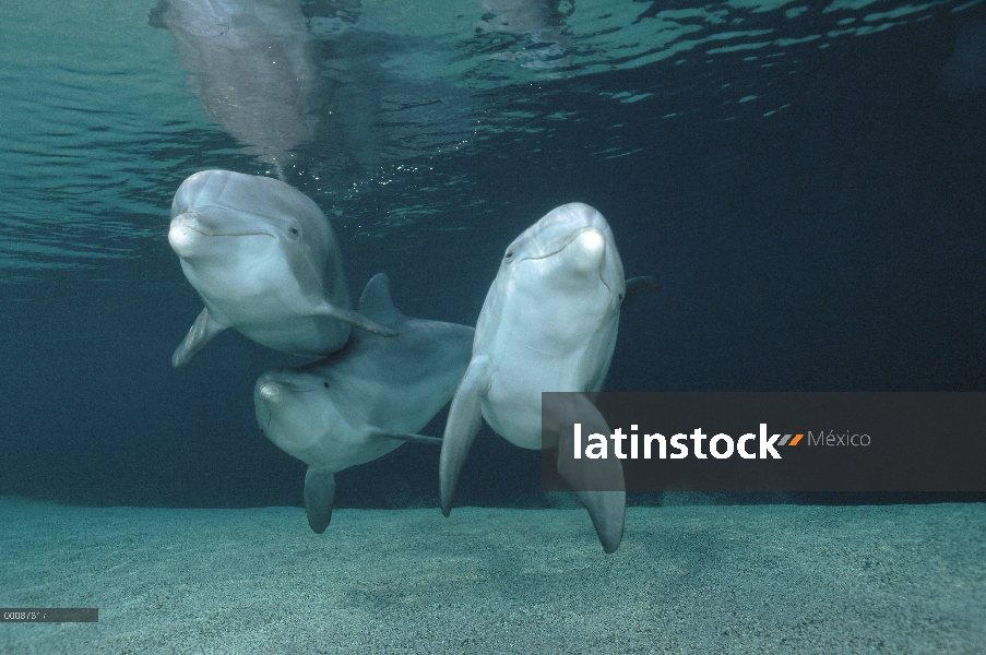 Trío submarino tonina Delfín (Tursiops truncatus), Hawaii