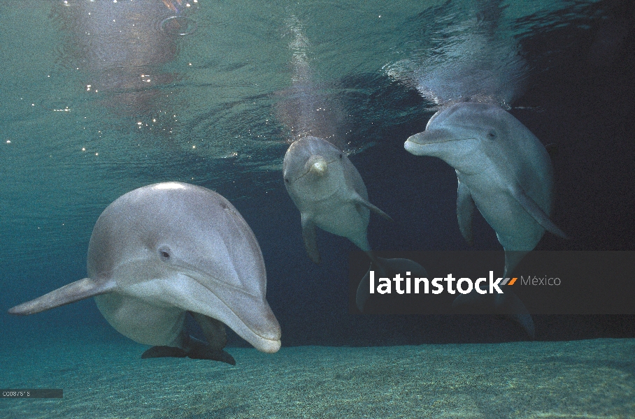 Trío de delfines (Tursiops truncatus) de mulares, Hawaii