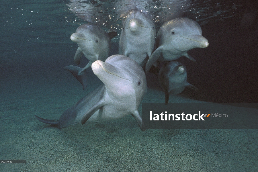 Grupo de delfines (Tursiops truncatus) de mulares, Hawaii