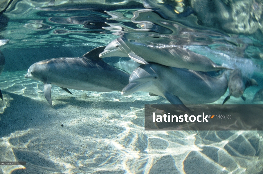 Grupo submarino tonina Delfín (Tursiops truncatus), Hawaii