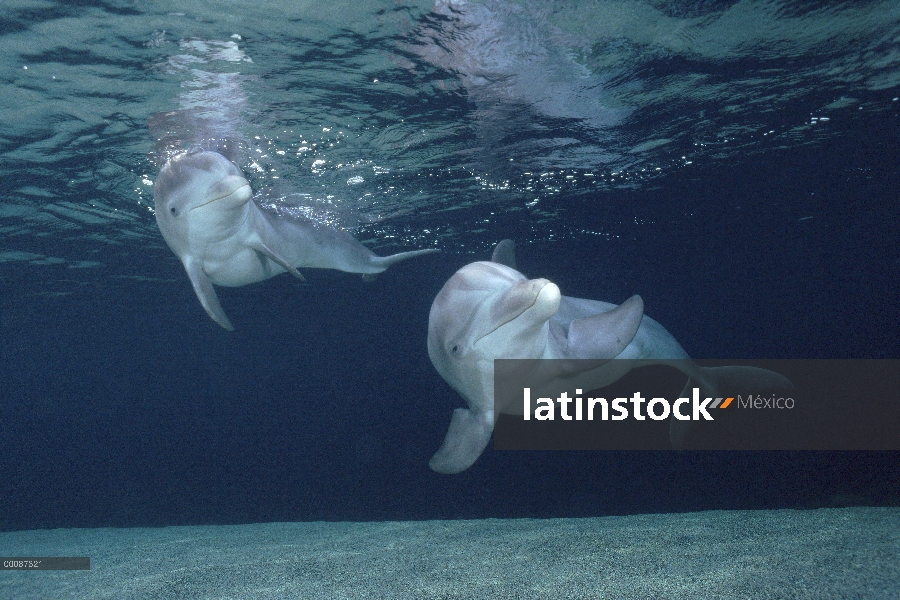 Par submarino tonina Delfín (Tursiops truncatus), Hawaii