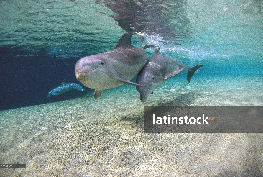 Par de delfines (Tursiops truncatus) de mulares, Hawaii