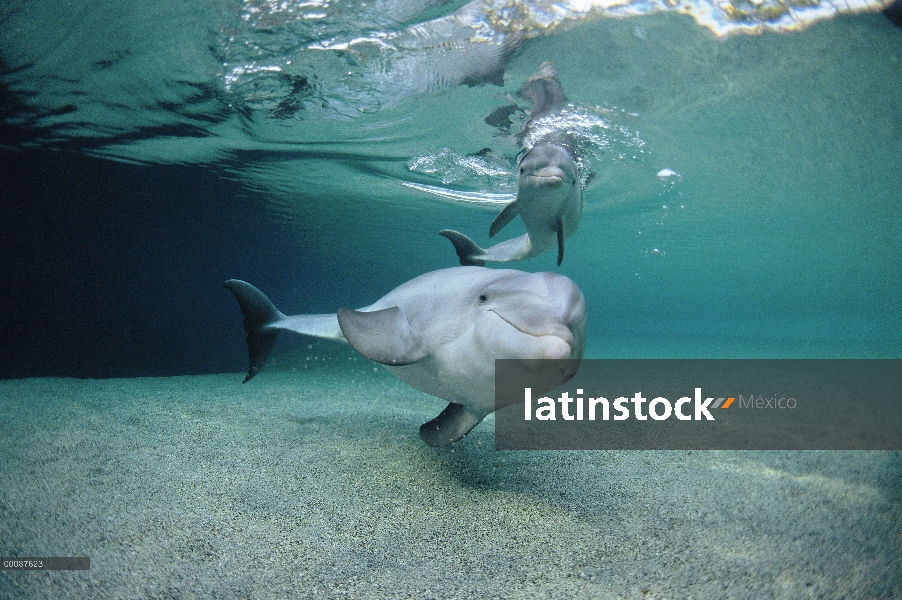 Par submarino tonina Delfín (Tursiops truncatus), Hawaii