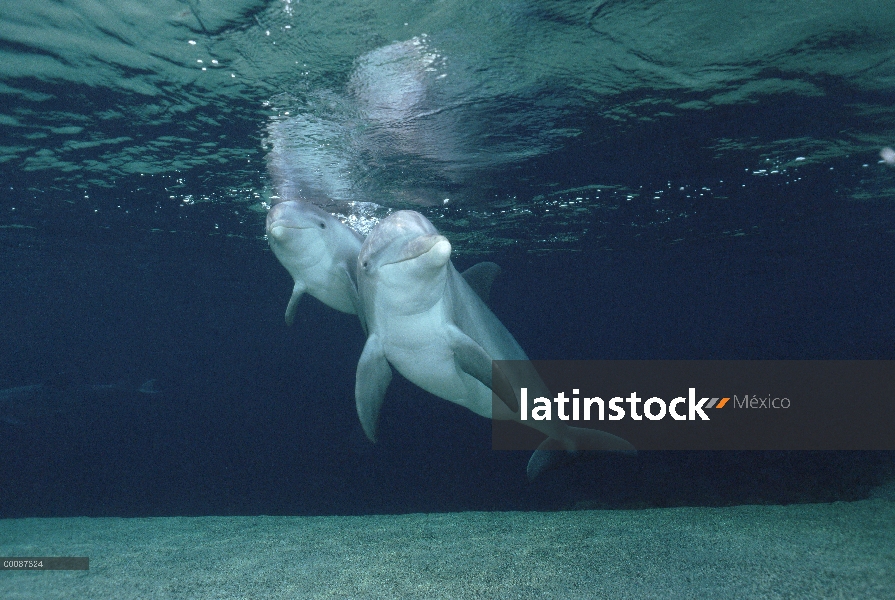 Par submarino tonina Delfín (Tursiops truncatus), Hawaii